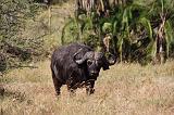 TANZANIA - Serengeti National Park - Bufalo - 3